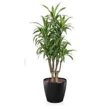 Lechuza Dracaena lemon line in zelfwatergevende pot