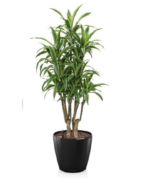 Lechuza Dracaena lemon line in zelfwatergevende pot