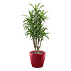 Dracaena lemon line in zelfwatergevende pot