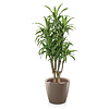 Dracaena lemon line in zelfwatergevende pot