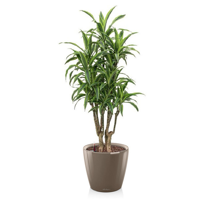 Dracaena lemon line in zelfwatergevende pot