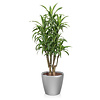 Dracaena lemon line in zelfwatergevende pot