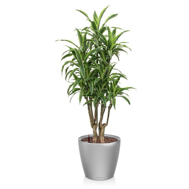 Dracaena lemon line in zelfwatergevende pot