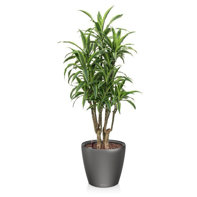 Dracaena lemon line in zelfwatergevende pot