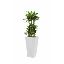 Dracaena Janet in witte zelfwatergevende pot