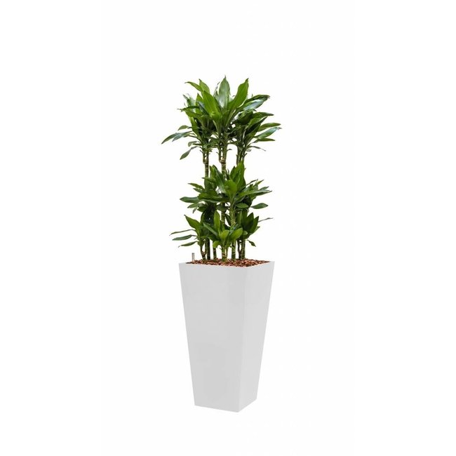 Dracaena Janet in witte zelfwatergevende pot