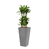 Dracaena Janet in witte zelfwatergevende pot