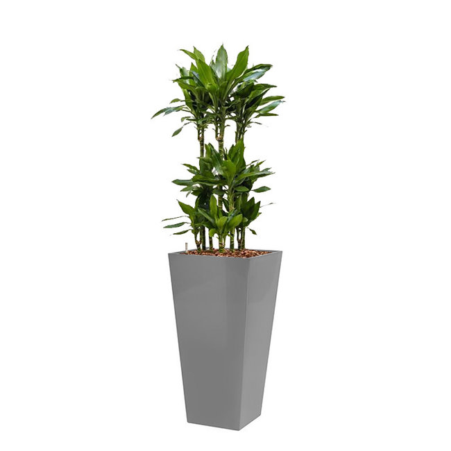 Dracaena Janet in witte zelfwatergevende pot