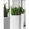 Sansevieria in zelfwatergevende pot Wit