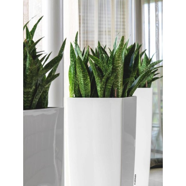 Sansevieria in zelfwatergevende pot Wit