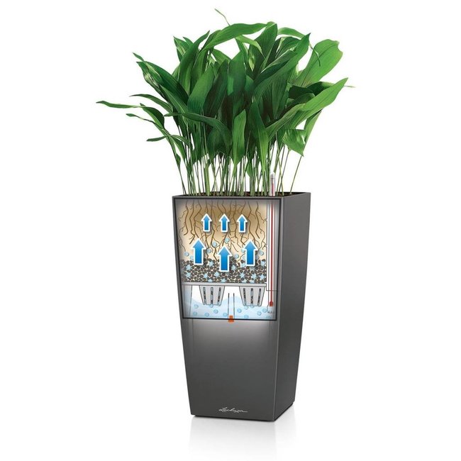 Sansevieria in zelfwatergevende pot Wit