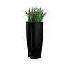 Sansevieria in zelfwatergevende pot Wit