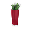 Sansevieria in zelfwatergevende pot Wit