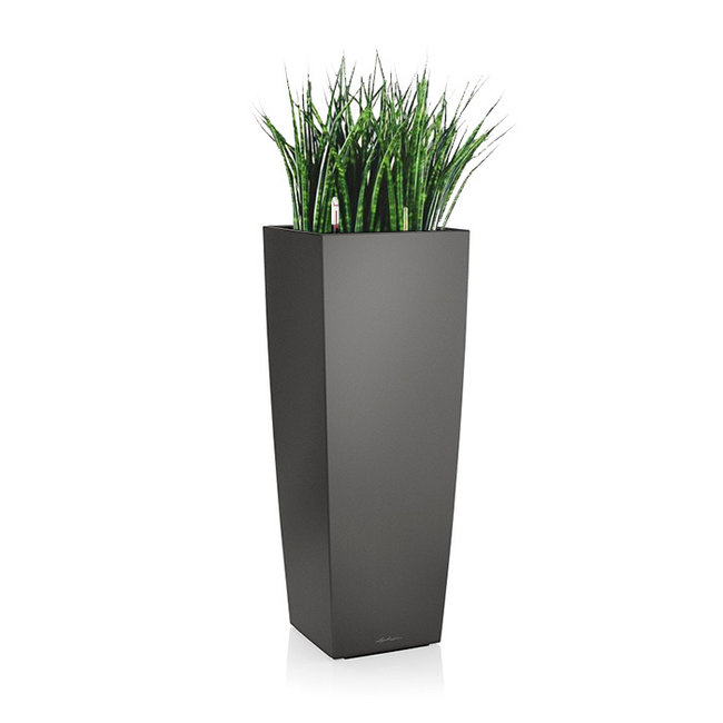 Sansevieria in zelfwatergevende pot Wit