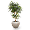 Kunstplant dracaena in couple champagne