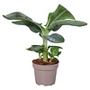 Bananenplant Musa Cavandish XS