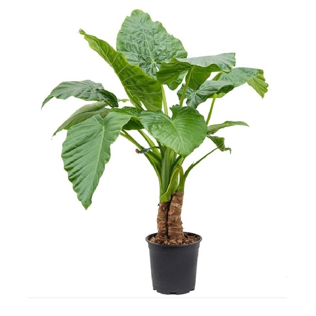 Alocasia Macrorrhiza