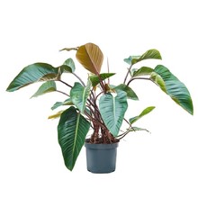 Philodendron Green Beauty XL