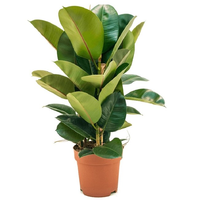 Ficus Robusta S