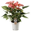 Anthurium Livium medium