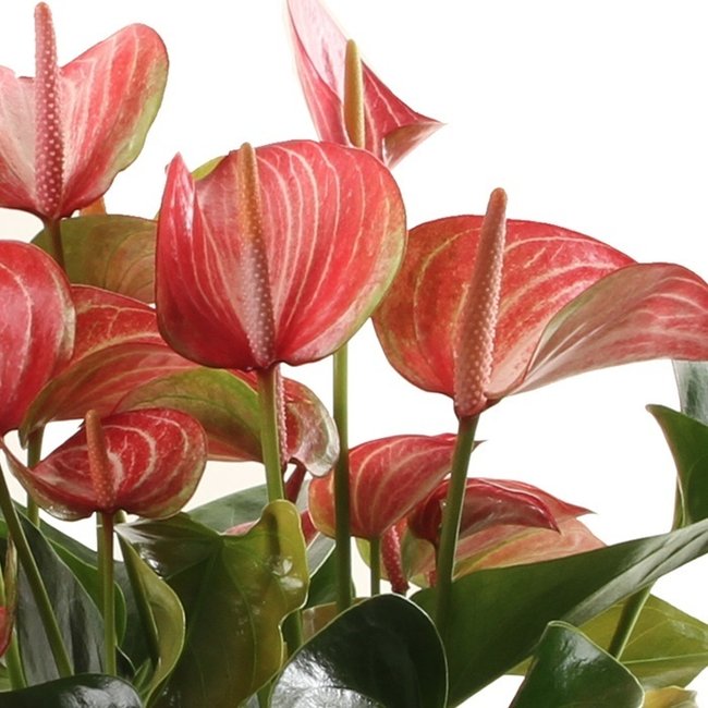 Anthurium Livium medium