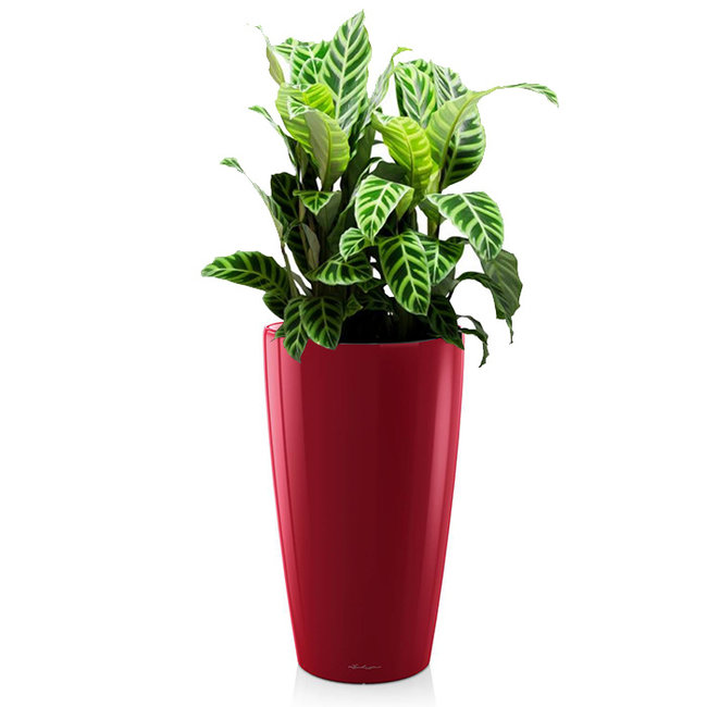 Calathea zebrina In Lechuza Rond Medium