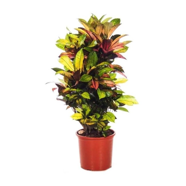 Croton Wonderstruik L