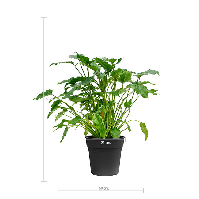 Philodendron Xanadu M