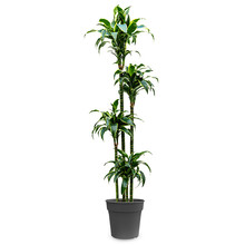 Dracaena