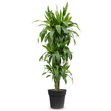 Dracaena