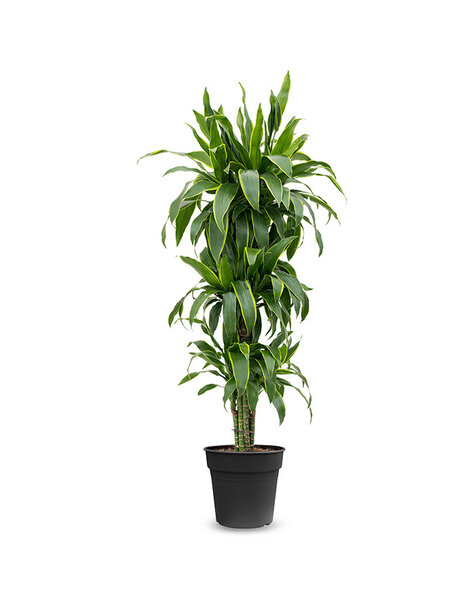 Dracaena