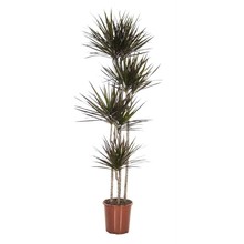 Dracaena