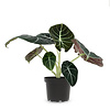 Alocasia black velvet