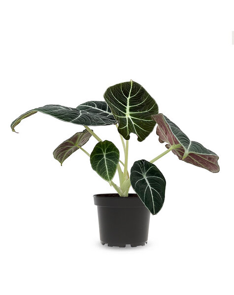 Alocasia