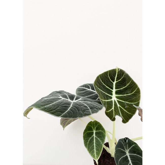 Alocasia black velvet