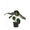 Alocasia black velvet