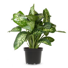 Dieffenbachia