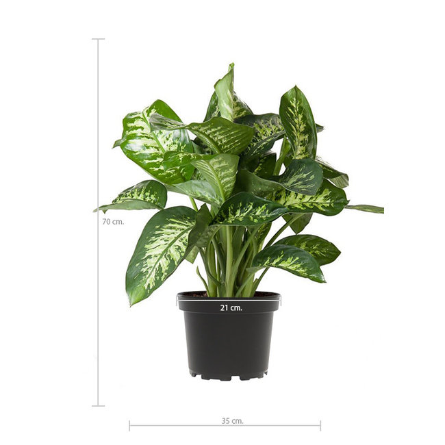 Dieffenbachia Maroba