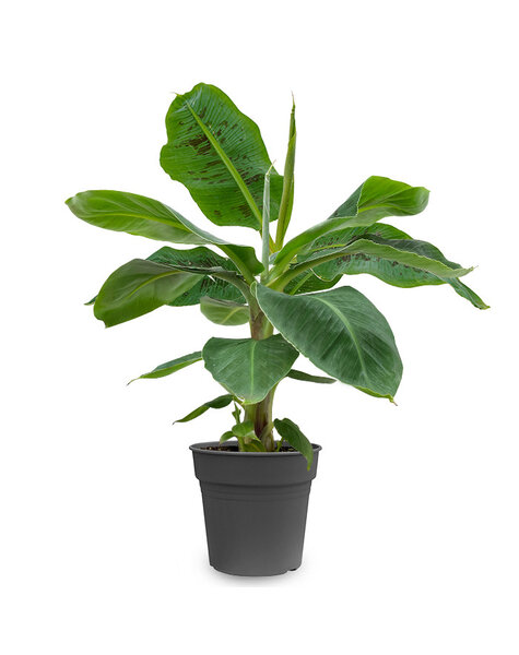 Philodendron