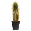 Cactus Trichocereus KingSize