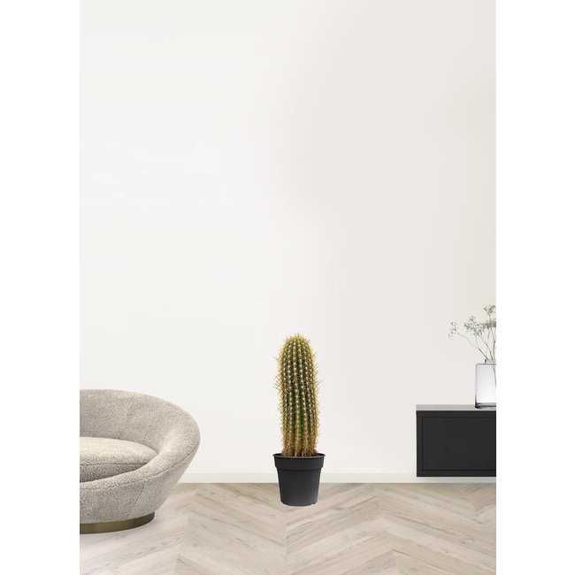 Cactus Trichocereus KingSize