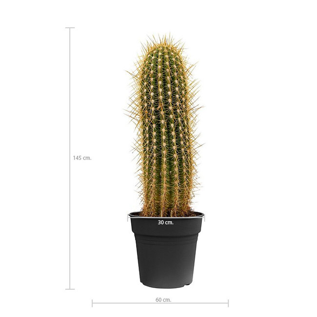 Cactus Trichocereus KingSize