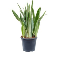 Sansevieria