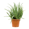 Aloe vera barbadensis