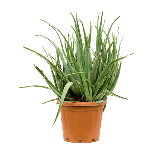 Aloe vera barbadensis