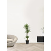 Dracaena White Stripe L