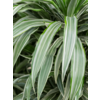 Dracaena White Stripe L