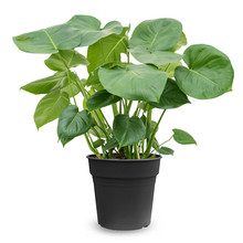 Monstera