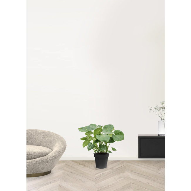 Monstera Gatenplant Bush M