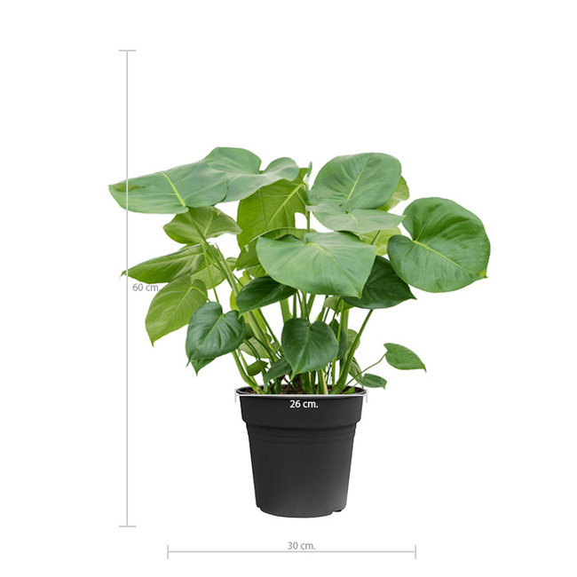 Monstera Gatenplant Bush M